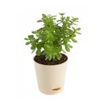Jade Plant Mini
