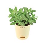 Fittonia Green Plant (Nerve Plant)